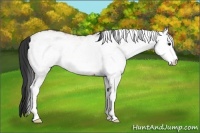Horse Color:White Spotted Bay 