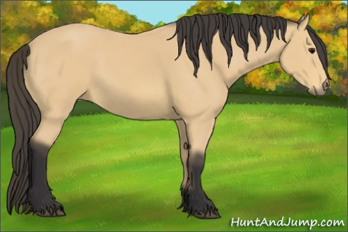 Horse Color: Buckskin 