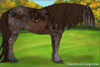 Horse Color:ERROR: UNKNOWN ANOMALY