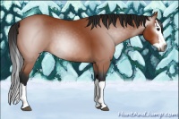 Horse Color:Gray Bay Splash 