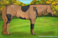 Horse Color:Black  Brindle