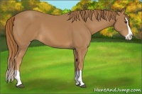 Horse Color:Chestnut Splash 