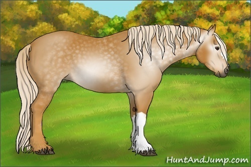 Horse Color:Gray Palomino 