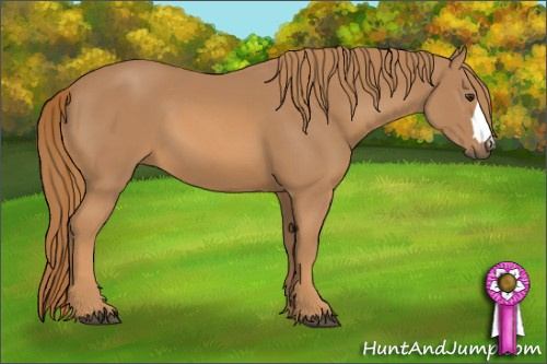 Horse Color: Chestnut 