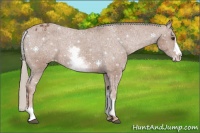 Horse Color:White Spotted Chestnut Splash Appaloosa 