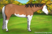 Horse Color:Bay Splash 