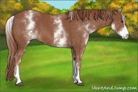 Horse Color:White Spotted Chestnut Sabino 