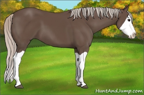 Horse Color: Silver Black Splash 