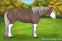 Horse Color:Silver Black Splash 