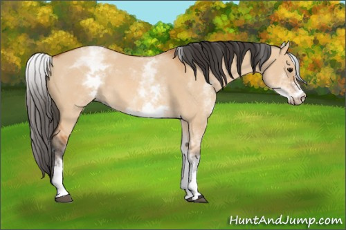 Horse Color: White Spotted Bay Dun 