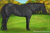 Horse Color:Black  Brindle
