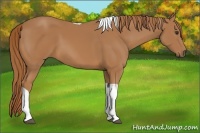 Horse Color:Chestnut Tobiano 