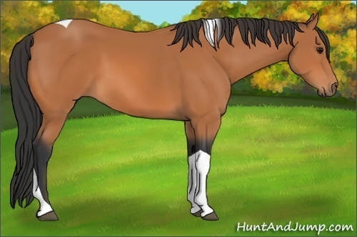 Horse Color:Bay Tobiano