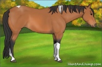 Horse Color:Bay Tobiano