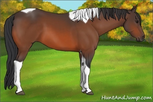 Horse Color:Bay Tobiano 