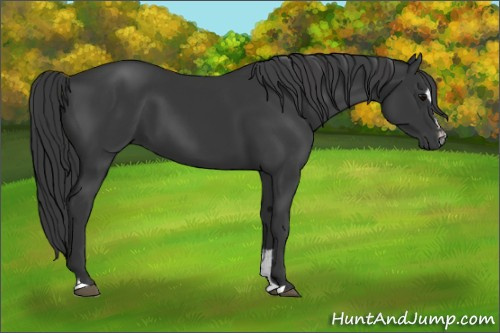 Horse Color: Black Sabino 