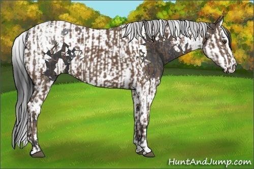 Horse Color:Buckskin  and Black Mushroom Splash Tobiano 