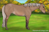 Horse Color:Silver Bay Dun 