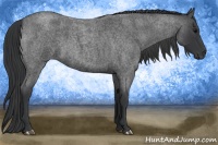 Horse Color:Blue Roan 