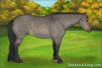 Horse Color:Bay Dun 