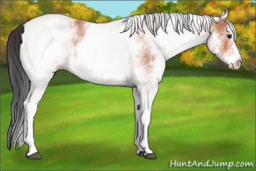 Horse Color:Unknown 