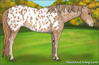 Horse Color:Chestnut Appaloosa 
