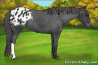 Horse Color:Black Appaloosa 