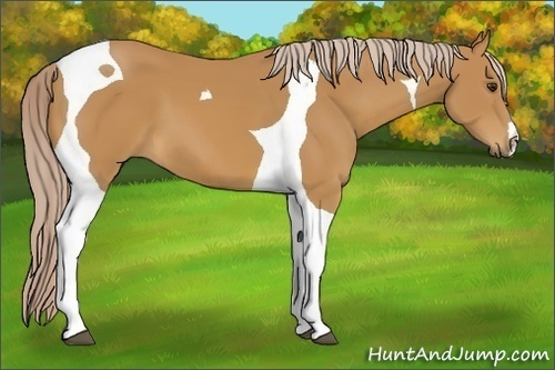 Horse Color:Palomino Tobiano 