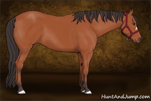 Horse Color: Bay 
