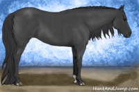 Horse Color:Blue Roan 