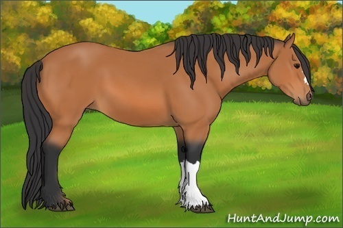 Horse Color: Bay 