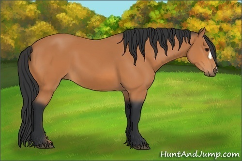 Horse Color: Bay 