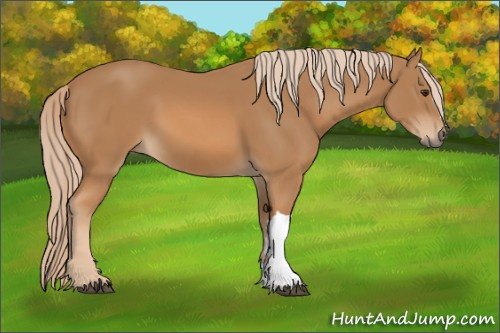 Horse Color: Chestnut 