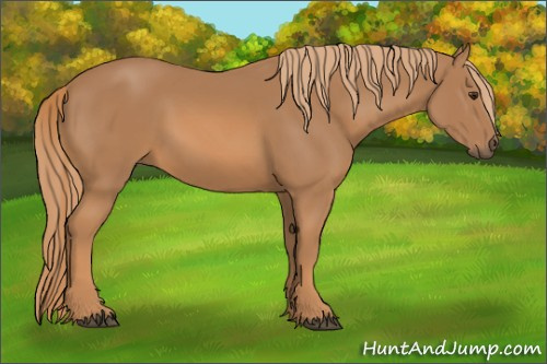 Horse Color: Chestnut 