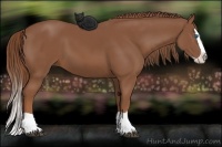 Horse Color:Chestnut Splash