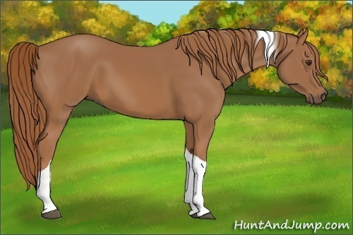 Horse Color:Chestnut Tobiano