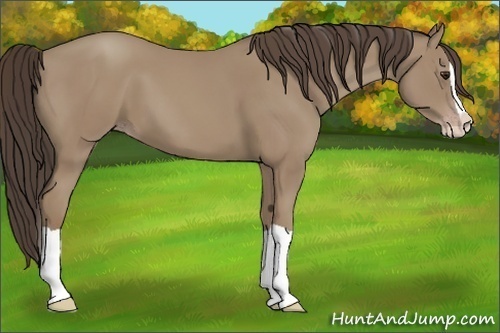 Horse Color:Classic Champagne Splash 