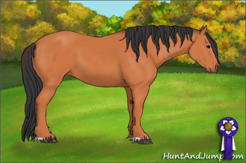 Horse Color: Bay 