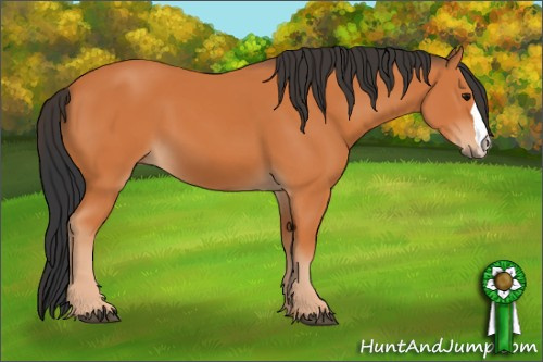 Horse Color: Bay 