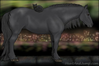 Horse Color:Black 