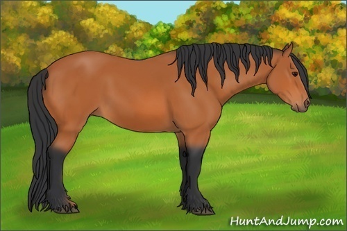 Horse Color: Bay 