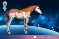 Horse Color:Bay Splash  Brindle