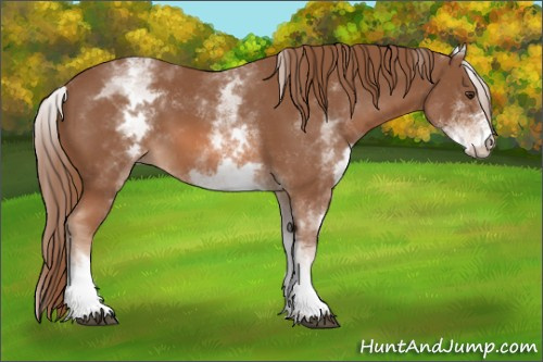 Horse Color: White Spotted Chestnut 