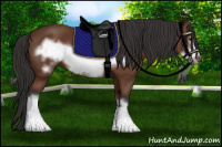 Horse Color:Bay Frame 