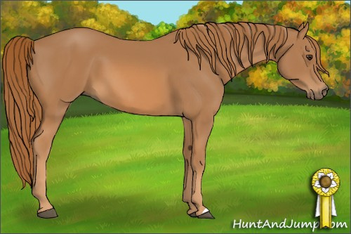 Horse Color: Chestnut 