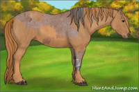 Horse Color:Bay Splash Tobiano Appaloosa  Brindle