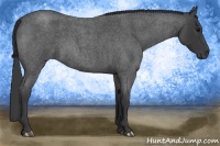 Horse Color:Blue Roan 