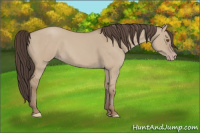 Horse Color:Classic Champagne Dun 