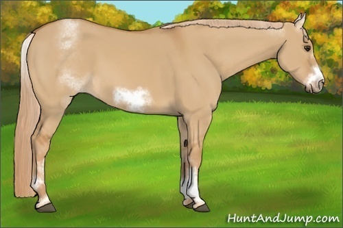 Horse Color:White Spotted Red Dun Frame 