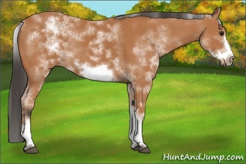 Horse Color:White Spotted Bay Frame 